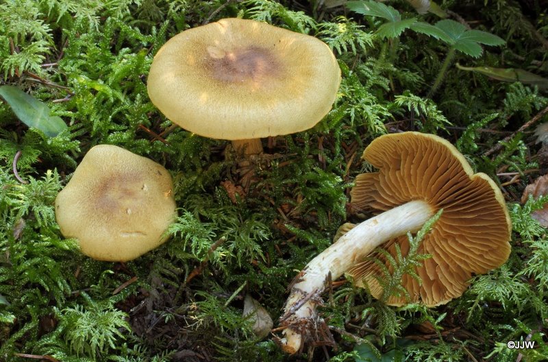 Cortinarius venetus